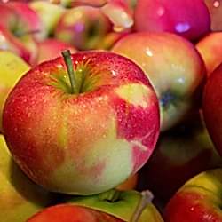 Gökhan İpek Organik