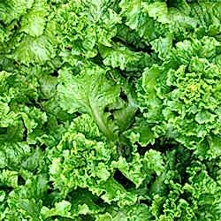 Organik Kıvırcık  ADET 