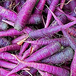 Organik Mor/Siyah Havuç  Şalgam Havuç  KG 