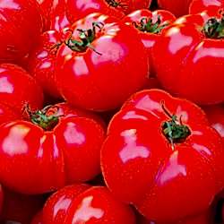 Organik Köy Domatesi  KG 
