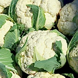 Organik Karnabahar  KG 