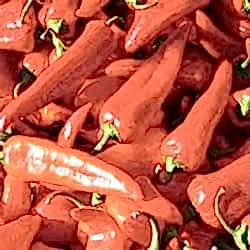 Organik Kırmızı Kapya Biber  KG 