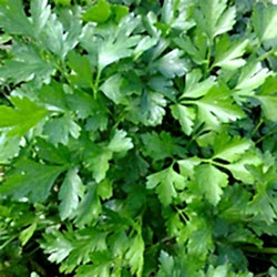 Organik Maydanoz  DEMET 