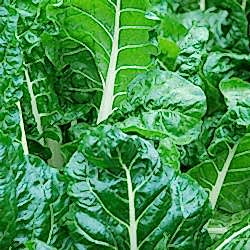 Organik Pazı  Demet 